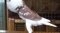 Merpati English Pouter yang dijuluki "Chad Pigeon" di dunia maya. (Sumber: Facebook/Nice Farming)