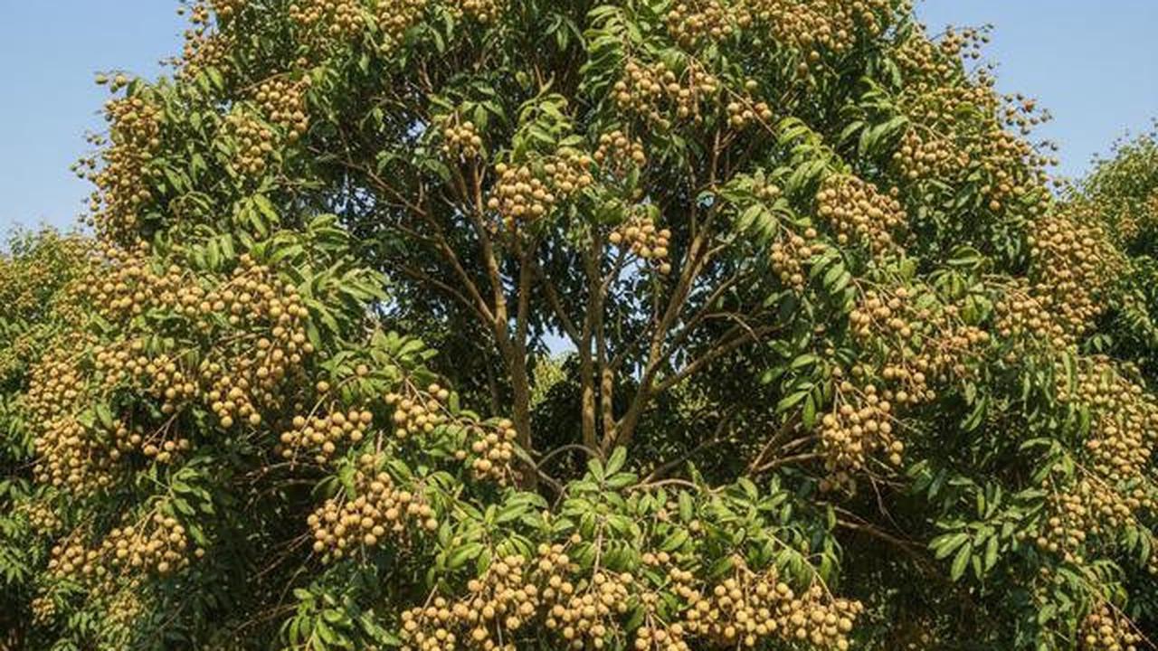 Pohon Buah untuk Rumah Cluster dengan Lahan Terbatas, Pilihan untuk yang Hobi Berkebun