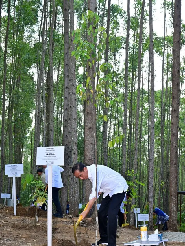 Apa Saja Jenis Pohon yang Ditanam Jokowi Bersama Masyarakat di IKN Jelang Akhir Tahun 2023?