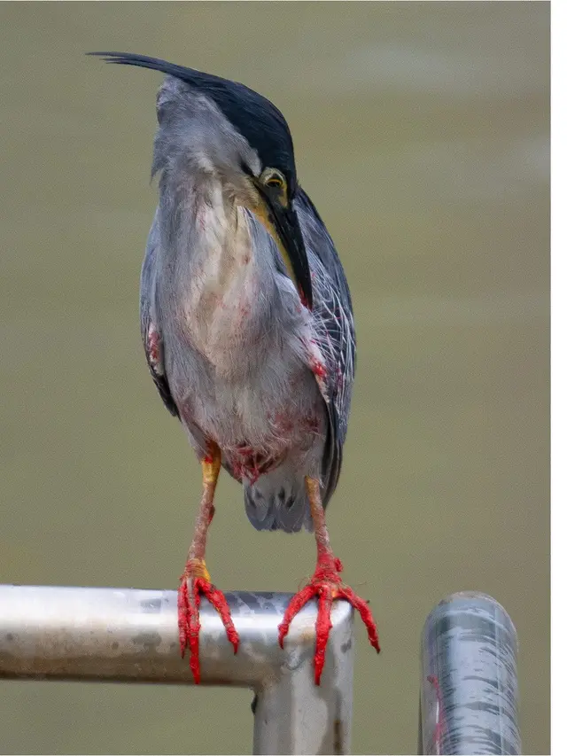 Kaki Burung Kuntul Ini Diselimuti Zat Merah Misterius, Kondisinya Bikin Khawatir