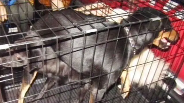 Pascabanjir, Anjing-anjing ini Dipulihkan Kejiwaanya