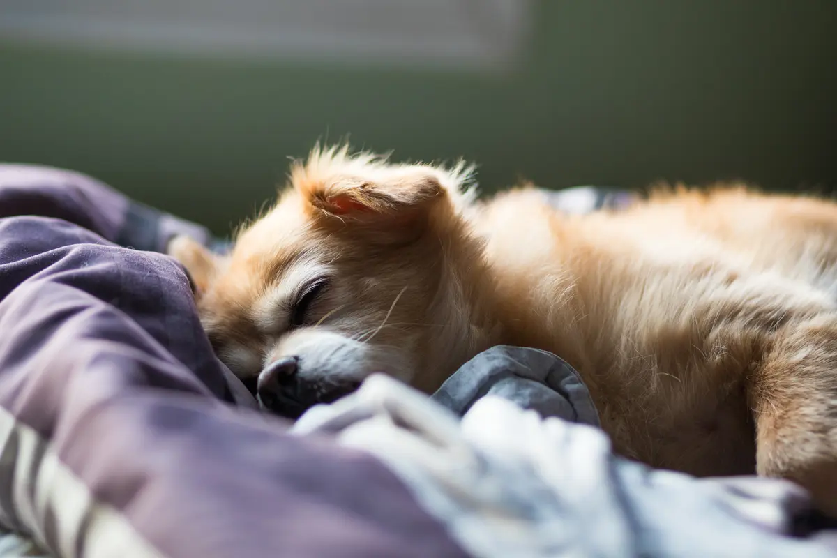 tidur-kezo
