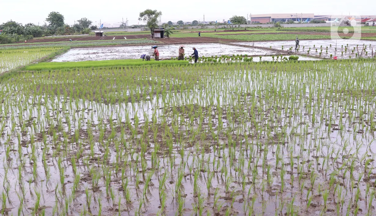 Petani menanam padi di persawahan di kawasan Tangerang, Kamis (3/12/2020). Kementerian Pertanian menargetkan pada musim tanam pertama 2020-2021 penanaman padi mencapai seluas 8,2 juta hektare menghasilkan 20 juta ton beras. (Liputan6.com/Angga Yuniar)