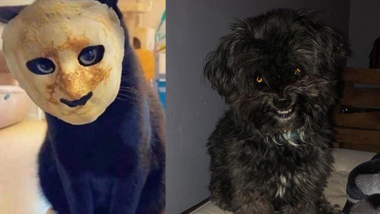 10 Tingkah Menyeramkan Hewan Peliharaan Ini Bikin Kaget Pemiliknya