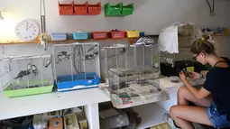 Relawan asosiasi Goupil merawat burung-burung di Rumah Sakit Margasatwa di Laroque, Prancis, Selasa (9/7/2019). Goupil merawat ratusan hewan terdampak gelombang panas yang melanda Prancis dan Eropa sejak akhir Juni. (SYLVAIN THOMAS/AFP)