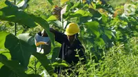 Petani merawat tanaman di lahan reklamasi SIG Pabrik Tuban, Rabu (29/09/2021). Penghargaan Subroto 2021 untuk kelompok pemegang Izin Usaha Pertambangan (IUP), Izin Usaha Pertambangan Khusus (IUPK), dan KK untuk Perusahaan Pertambangan Komoditas Mineral dari Kementerian ESDM. (Liputan6.com/HO/SIG)