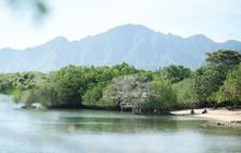 Program Community Forest Berpotensi Serap 600.000 Ton CO2 per Tahun