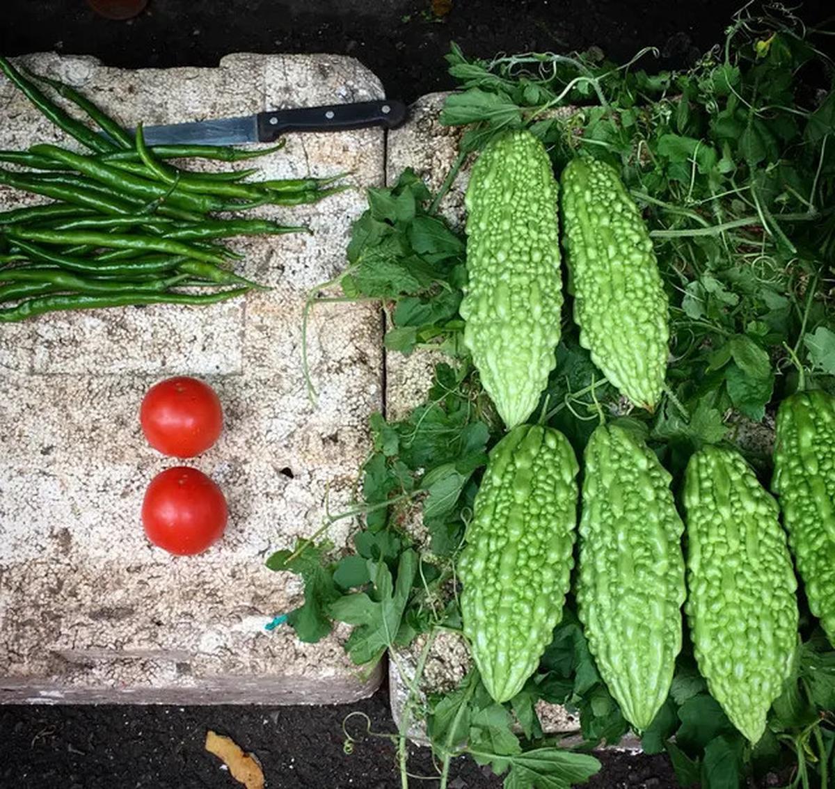 Tips Ampuh Mengurangi Pahit Pare, Pakai 2 Bahan Sederhana dari Dapur