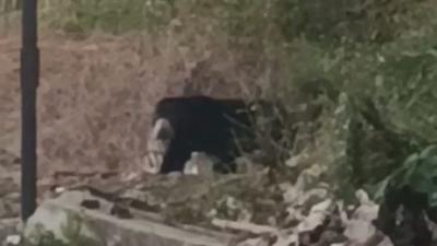 Beruang Madu Keluar Hutan, Acak-Acak Kebun Warga di Lubuklinggau