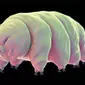 Tardigrade, beruang air berukuran sangat kecil yang mampu hidup dalam kondisi ekstrem. (iStock)