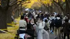 Dua wanita yang memakai masker  untuk membantu mengekang penyebaran virus corona berselfie saat mereka berjalan melewati deretan pohon ginkgo di sepanjang trotoar saat pepohonan dan trotoar ditutupi dengan daun kuning cerah di Tokyo (29/11/2021). (AP Phot/Kiichiro Sato)