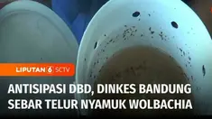 Dinas Kesehatan Kota Bandung, Jawa Barat, mulai menyebar ratusan butir telur nyamuk wolbachia ke permukiman warga. Penyebaran nyamuk wolbachia ini diyakini bisa mengantisipasi penyakit demam berdarah atau DBD.