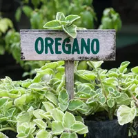 ilustrasi oregano/nikashmeleva/Shutterstock