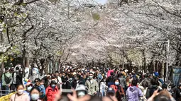 Pengunjung melintas di antara pohon sakura yang bermekaran di Nanjing, di provinsi Jiangsu timur China, Selasa (14/3/2023). Keindahan bunga sakura menjadi daya tarik bagi masyarakat yang ingin berfoto dan mengabadikan momen tersebut. (Photo by AFP)