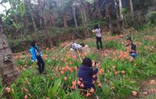 Ini kebun bunga Amarilis di Yogyakarta yang membuat heboh netizen