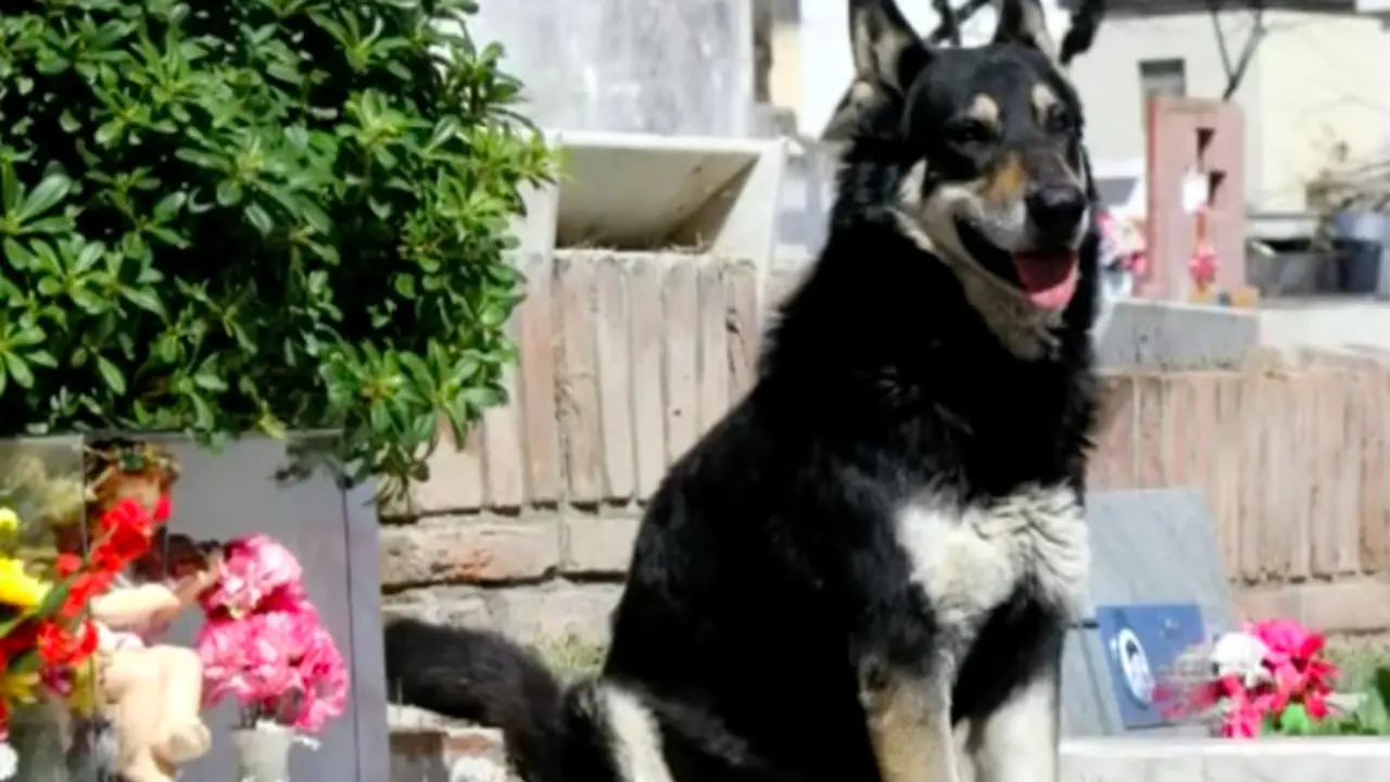 Kisah Mengharukan Anjing yang Menunggui Makam Tuannya Selama 11 Tahun