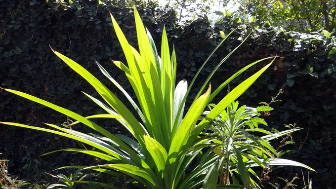 Manfaat Daun Pandan Untuk Kesehatan