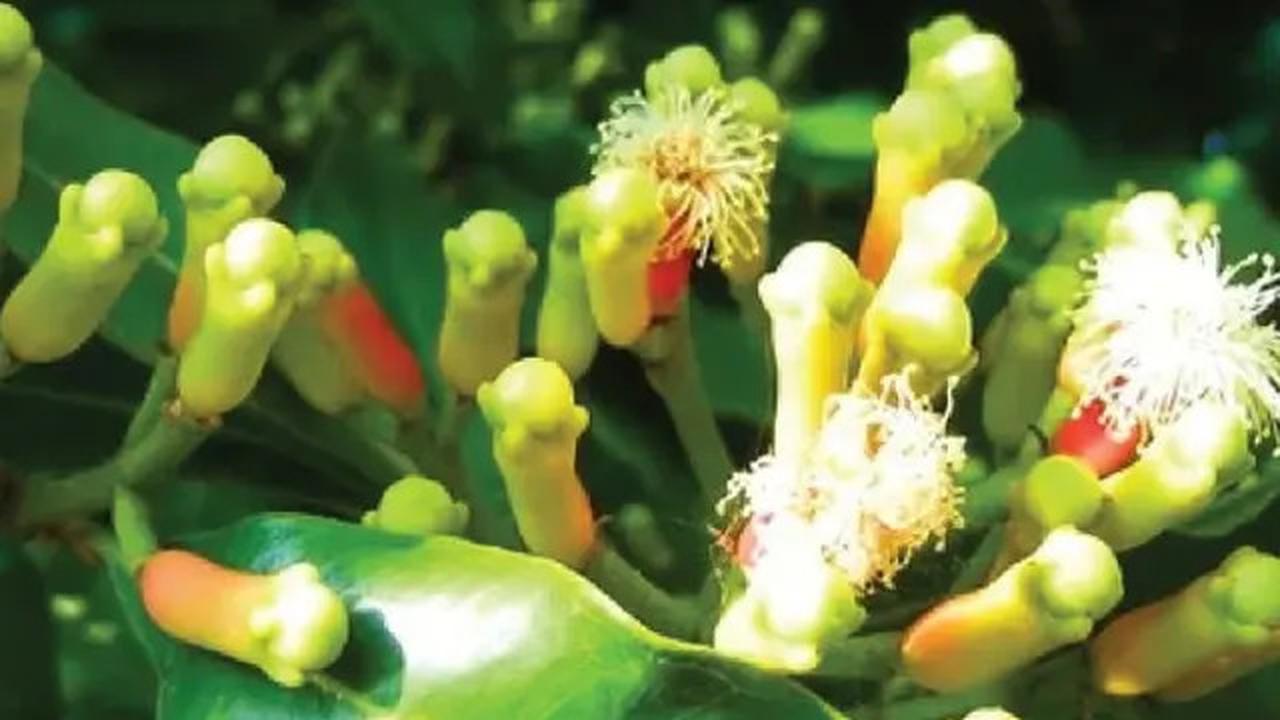 Cara Mudah Usir Semut dari Gula dengan Trik Sederhana Ini