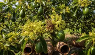 Jarak Ideal Pohon Alpukat agar Cepat Berbuah dan Buahnya Lebat