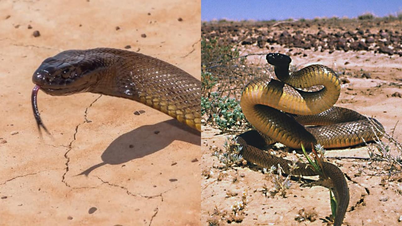 Stol ustida porno, it uslubi, eshak-to-eshak