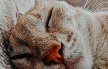 Cerita Kucing Lucu dan Receh, Sederhana tapi Menghibur