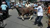 Warga membawa sapi kurban pemberian Polda Metro Jaya, Jakarta, Rabu (23/9/2015). Sapi kurban tersebut untuk warga Kampung Rawa dan warga Tanah Tinggi 12 (Liputan6.com/Gempur M Surya)