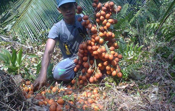 Pinang asal Jambi disebut memiliki kualitas terbaik di dunia dengan kadar air dibawah enam persen. (Liputan6.com/Bangun Santoso)