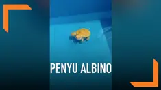Seekor penyu albino berkepala dua terjual ratusan juta di Thailand. Dihargai mahal karena penyu jenis ini langka.