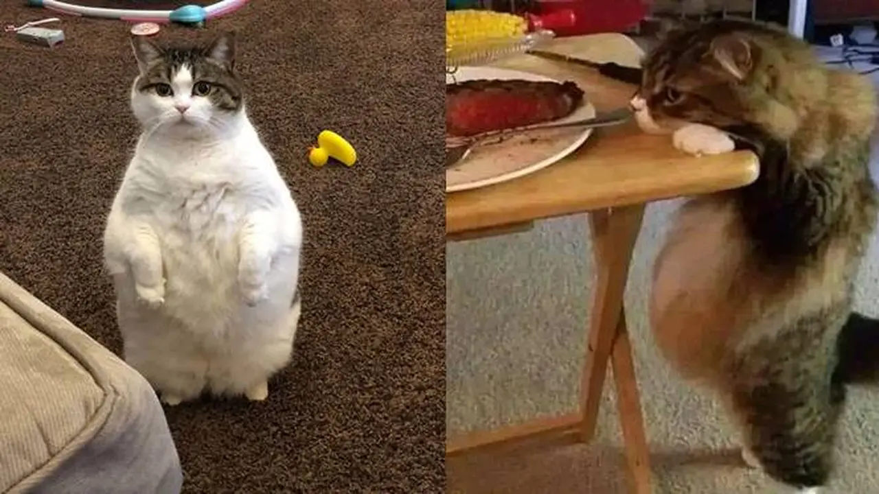 10 Potret Lucu Kucing Berdiri dengan Dua Kaki Ini Gemas Banget