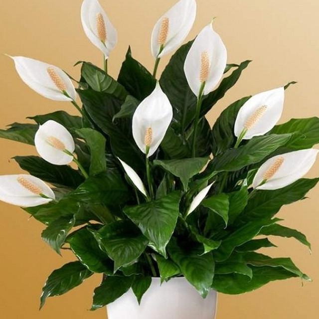 Tanaman Peace Lily.