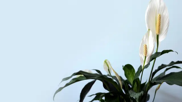 Ilustrasi Peach Lily/Photo by Lan Gao on Unsplash