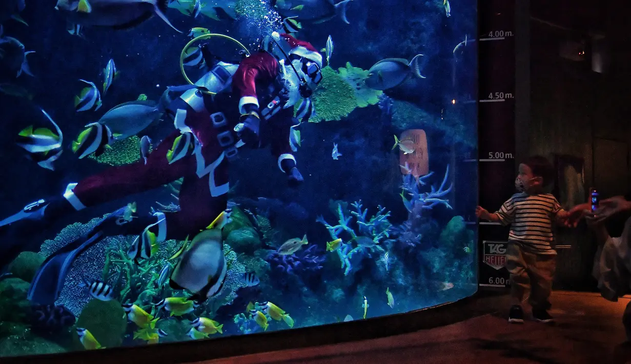 Seorang anak melihat penyelam berpakaian seperti Sinterklas memberi makan ikan di akuarium Sea Life Bangkok Ocean World di Bangkok, Thailand, Rabu (8/12/2021). Bangkok Ocean World menggelar pertunjukan selam Sinterklas untuk menyambut Natal. (Lillian SUWANRUMPHA / AFP)