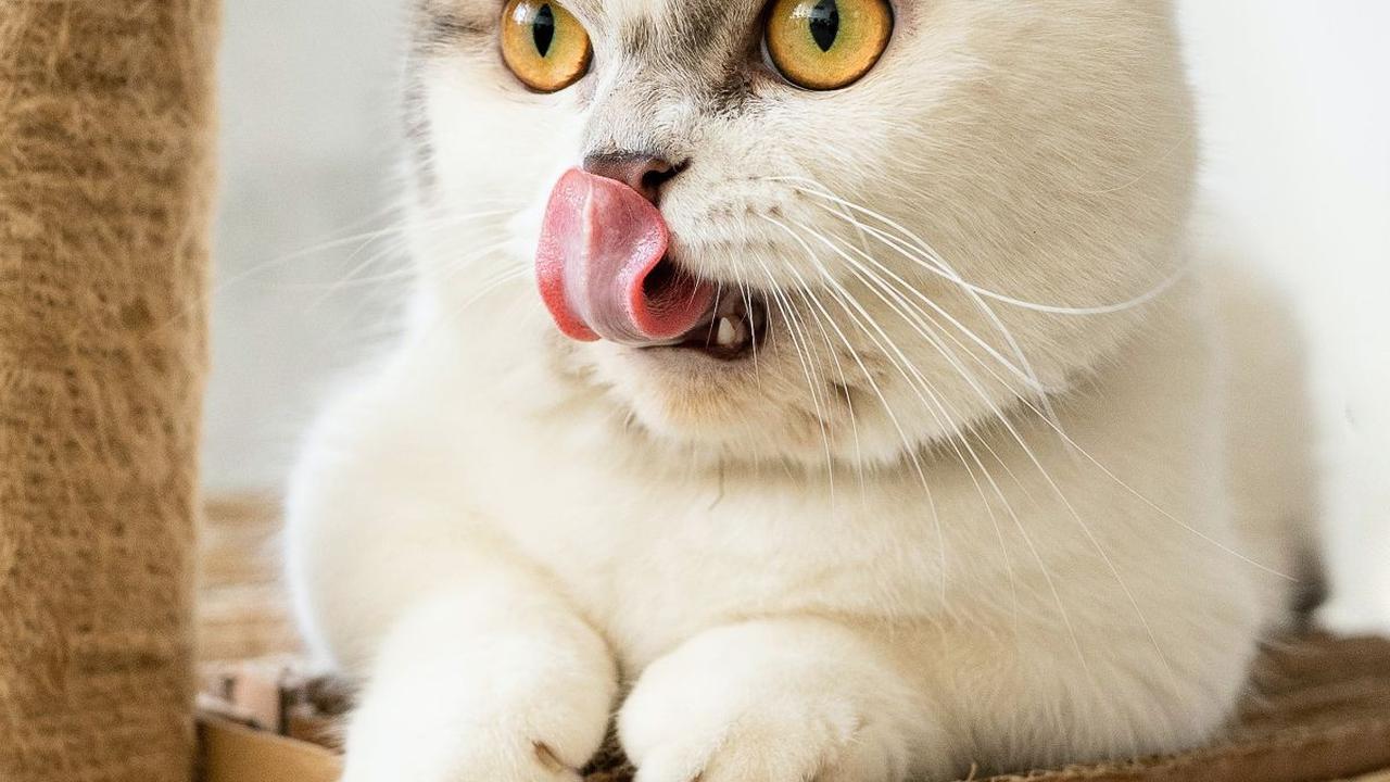 <b>Penyebab FLUTD pada Kucing</b>
