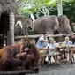 Sarapan bersama orang utan. (Foto: Dok. Bali Zoo)