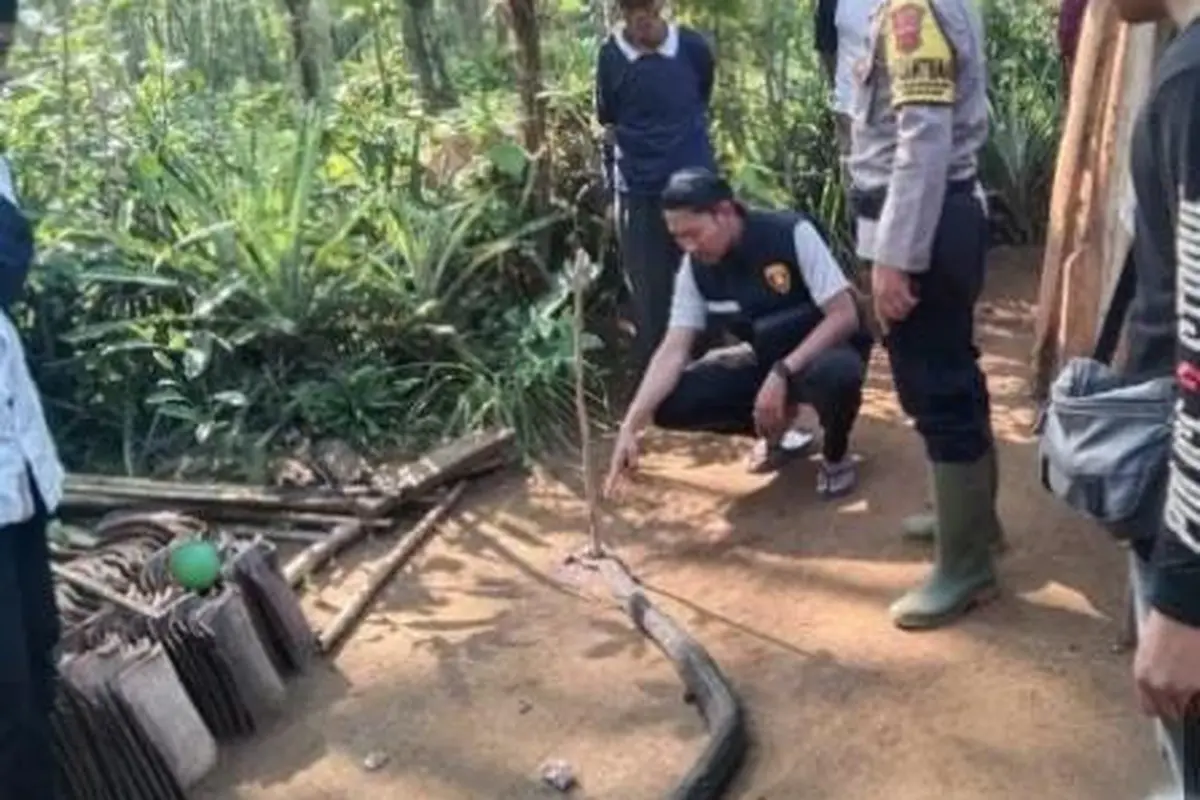 Duel warga Sukabumi dengan king cobra