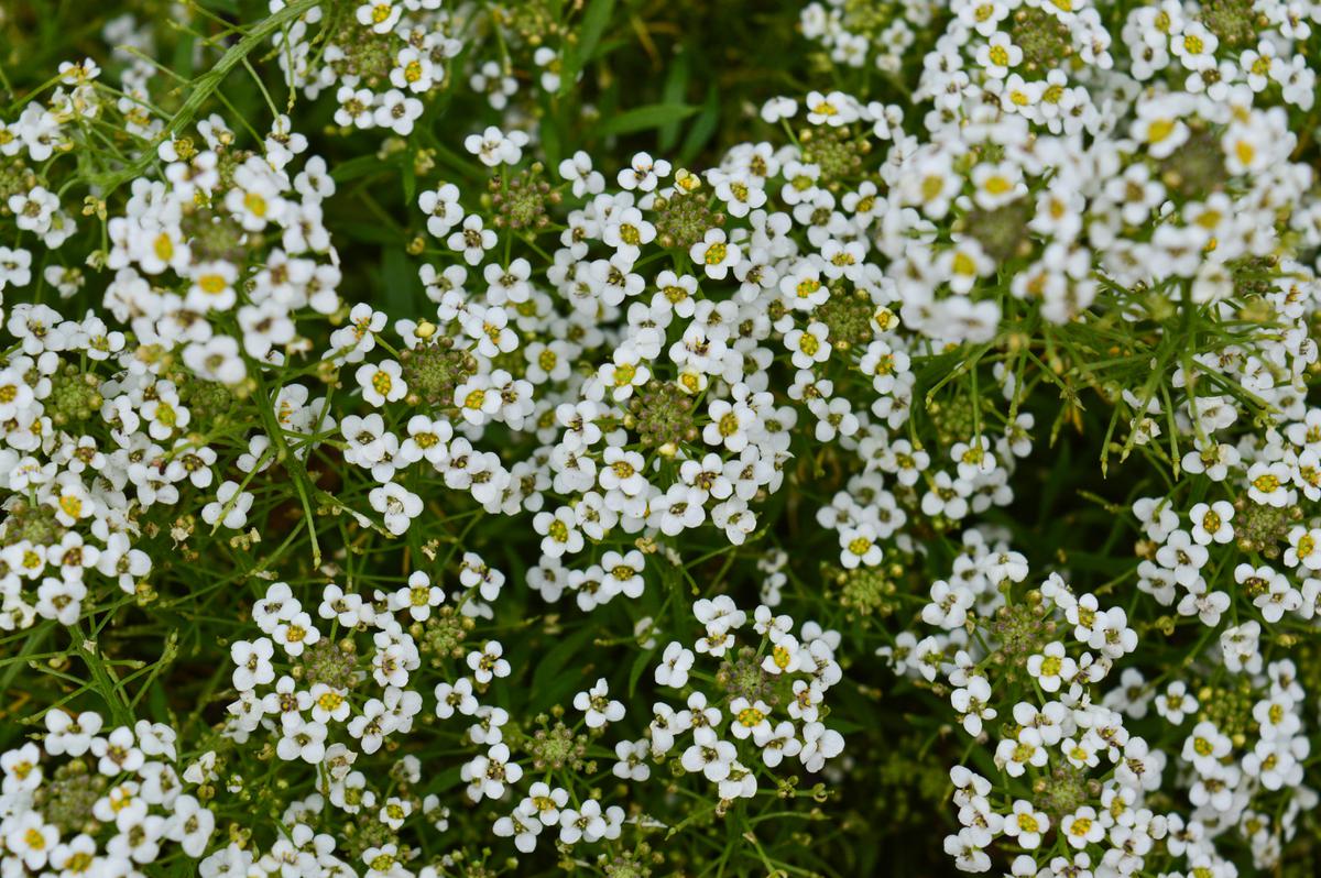 Bunga Sweet Alyssum/Photo by Annie Gavin on Unsplash
