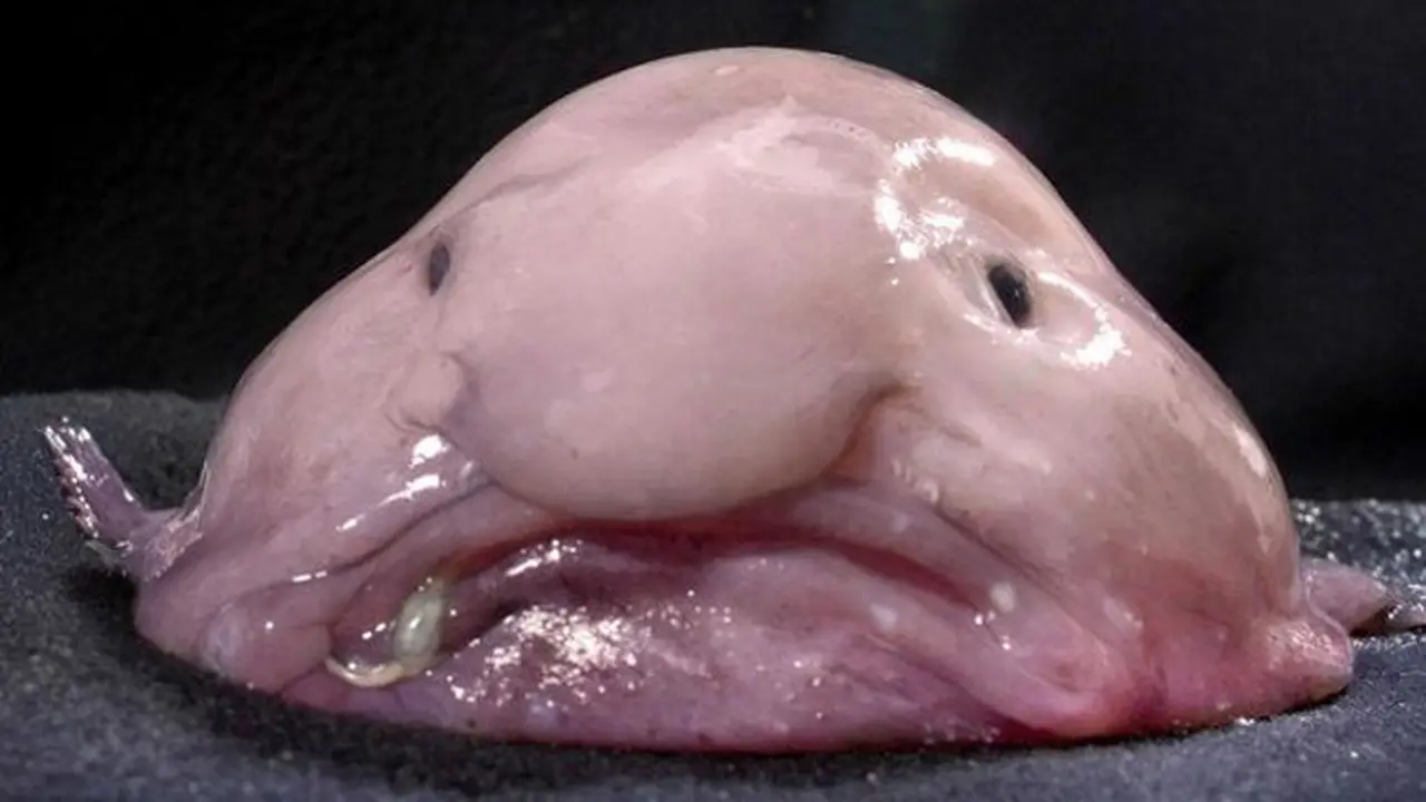 Blobfish, Ikan Terjelek Di Dunia Hadir di Kafe London
