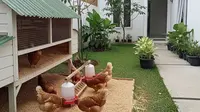 6 Ide Kandang Ayam yang Mudah Dibersihkan, Kunci Kesehatan Unggas