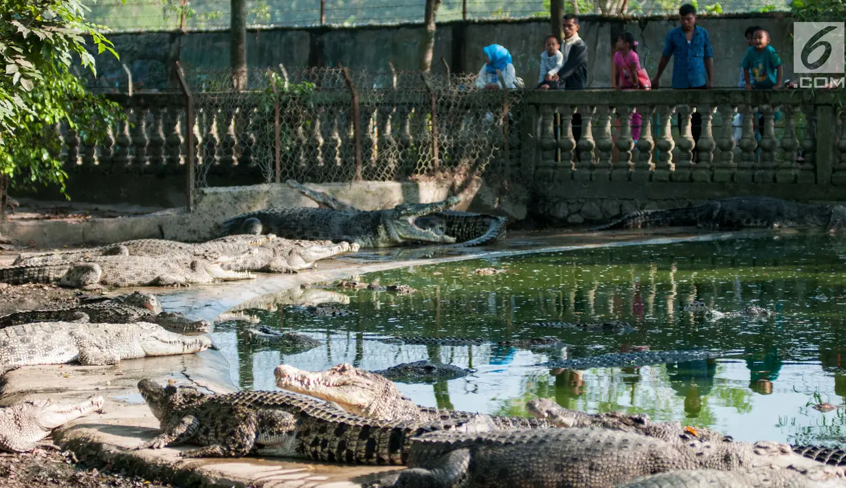 Sejumlah pengunjung melihat buaya di penangkaran sekaligus tempat wisata Taman Buaya Cikarang di Bekasi, Rabu (28/6). Salah satu penangkaran terbesar di Asia bahkan dunia ini bisa dijadikan alternatif wisata libur Lebaran. (Liputan6.com/Gempur M Surya)