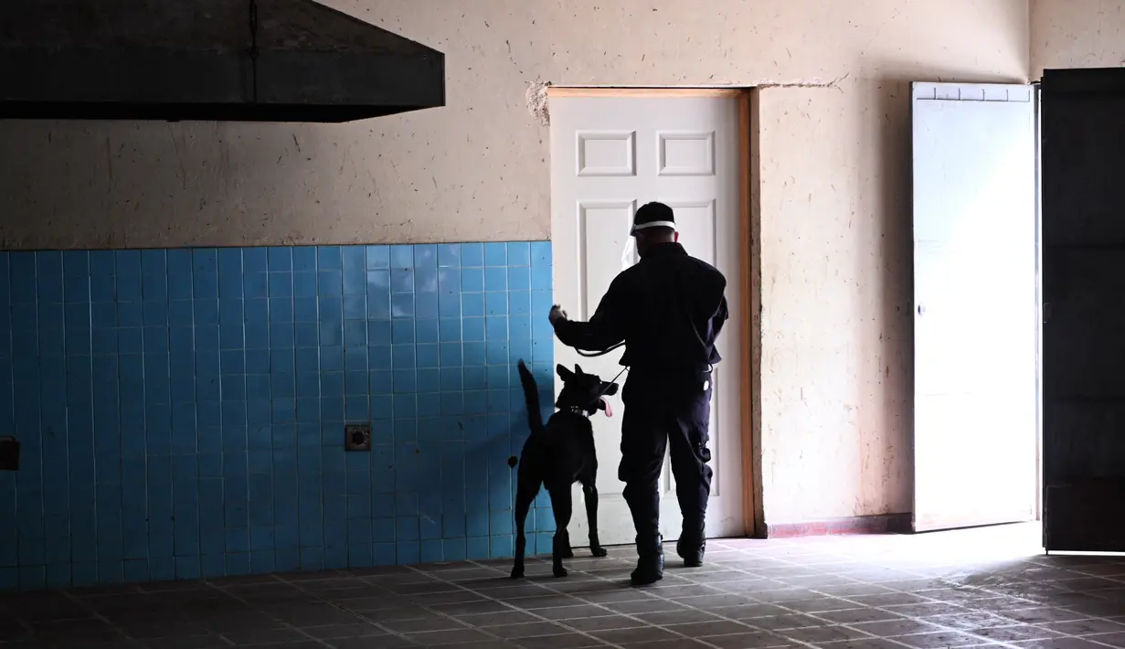 Anjing pelacak Diamond mengikuti pelatihan untuk mendeteksi COVID-19 di Bandara Internasional San Oscar Romero, di San Luis Talpa, Senin (19/4/2021). Presiden El Salvador mengumumkan negara itu akan memiliki anjing yang dilatih untuk mendeteksi orang yang terinfeksi covid-19. (MARVIN RECINOS/AFP)