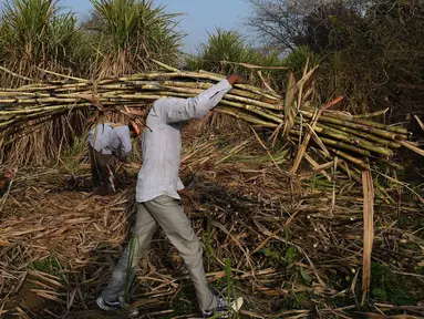 Seorang petani membawa tebu untuk dijual di pabrik gula di Modinagar di Ghaziabad, New Delhi, (31/1). Pemerintah India akan fokus pada sektor pertanian dalam anggaran tahunannya yang dirilis pada 1 Februari. (AFP Photo/Prakash Singh)