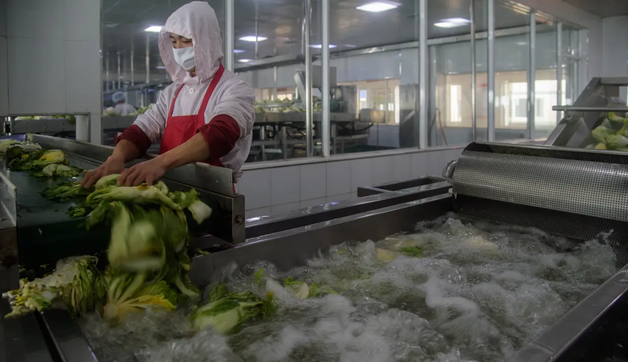 Seorang pekerja mencuci kubis di Pabrik Kimchi Ryugyong yang terletak di tepi ibu kota Pyongyang, Korea Utara pada 1 Desember 2020. Kimchi adalah salah satu makanan tradisonal paling favorit bagi Korea dan terkenal sebagai salah satu makanan sehat di dunia. (KIM Won Jin/AFP)