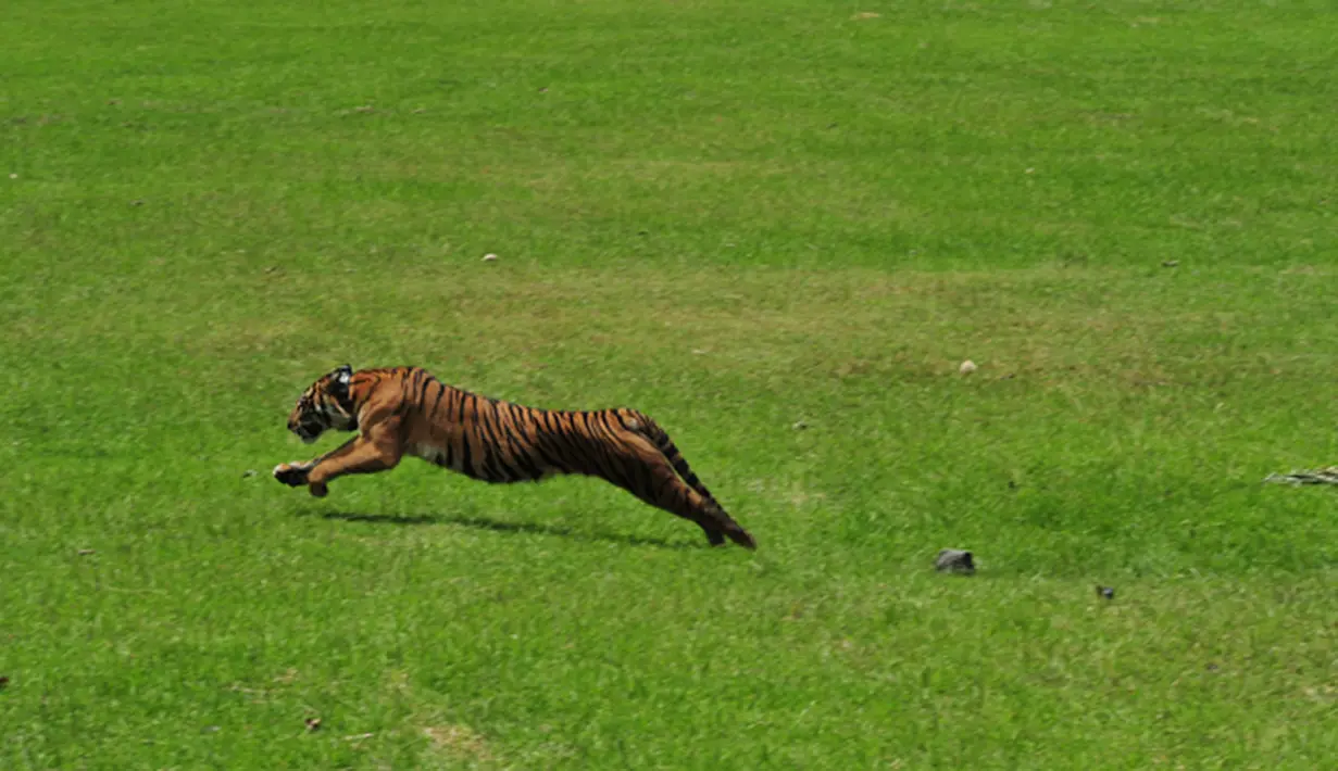 Seekor harimau Sumatera saat dilepasliarkan di hutan kawasan Tambling Wildlife Nature Conservation (TWNC), Lampung, Selasa (3/3/2015). TWNC melepasliarkan 2 harimau sumatera untuk meningkatkan populasi harimau yang mulai terancam punah. (Courtesy of TWNC)
