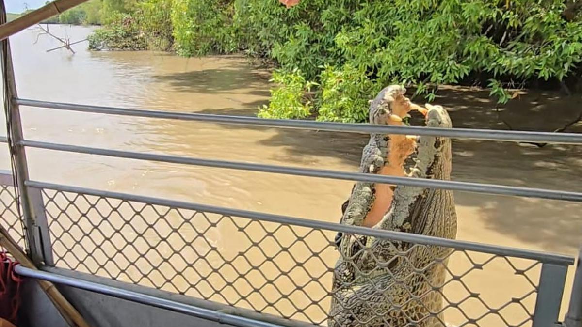 Sensasi Memberi Makan Buaya Liar dari Atas Kapal di Sungai Adelaide Australia