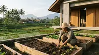Peluang Berkebun Sayur Organik di Rumah Modal Kecil, Bisa Jadi Penghasilan Tambahan