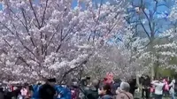 Arus Lalu Lintas Puncak Macet hingga Wisata Musim Semi di China
