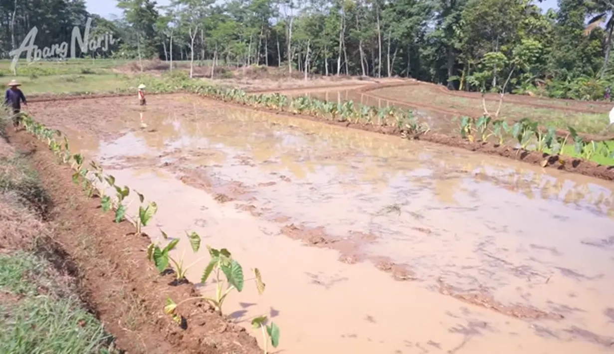 Narji ke sawah (Youtube/Abang Narji)