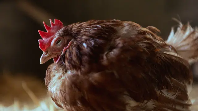 Solusi Ternak Ayam Sering Sakit Di Musim Hujan untuk Pemula