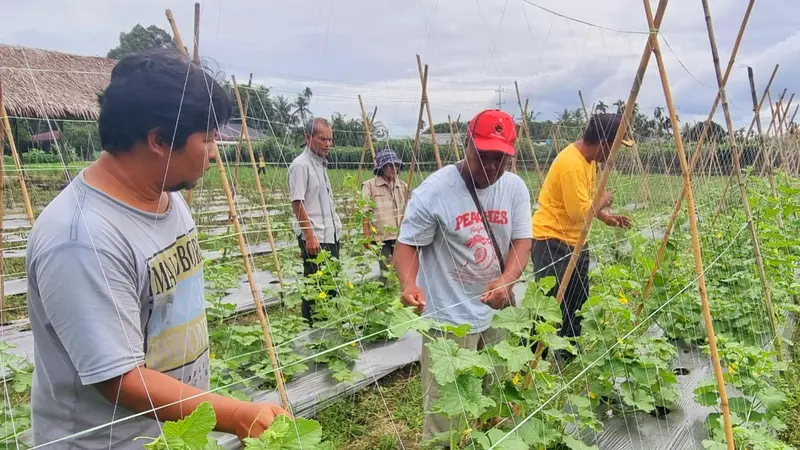 Pertanian ramah lingkungan di Kwala Mencirim, Sei Bingai, Kabupaten Langkat. (Istimewa)