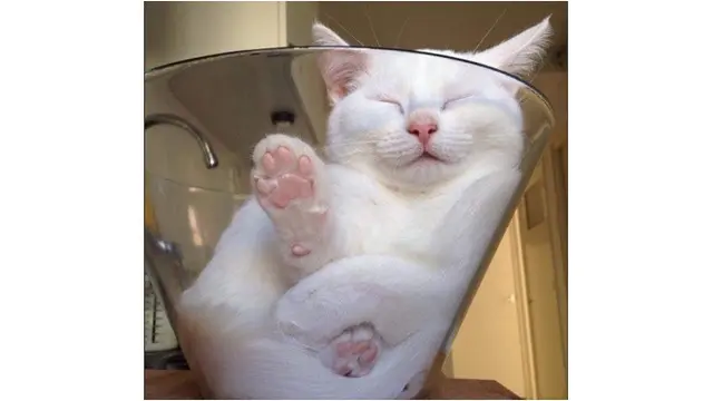kucing tidur